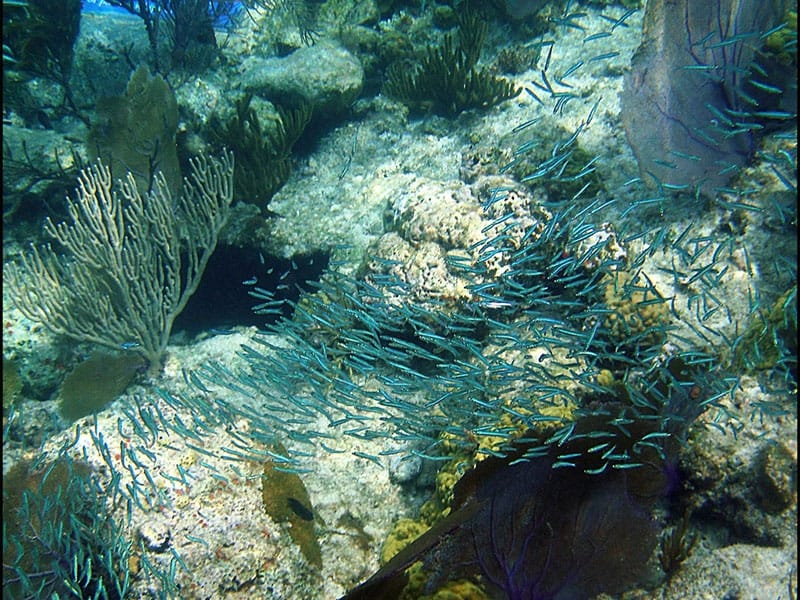 Novogodišnje veče podvodnog filma 7 podvodni film