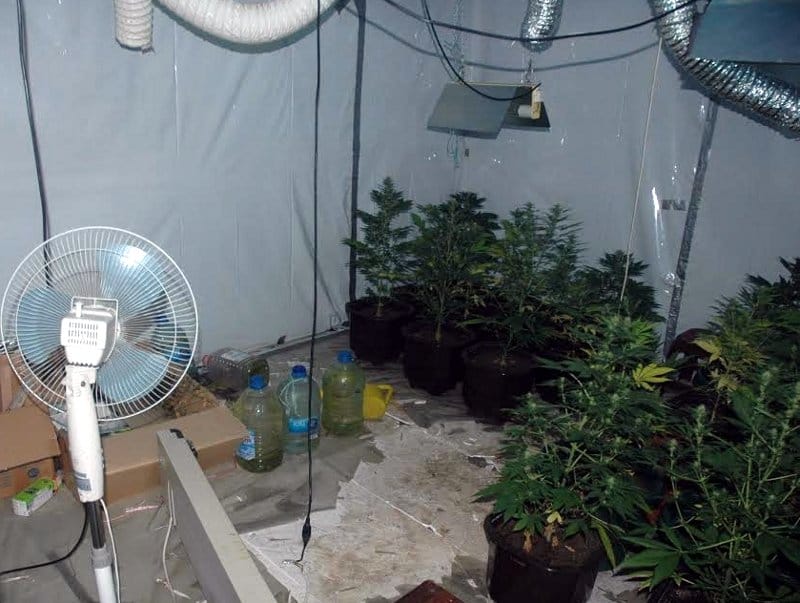 Otac i sin proizvodili marihuanu 4 Laboratorija marihuana