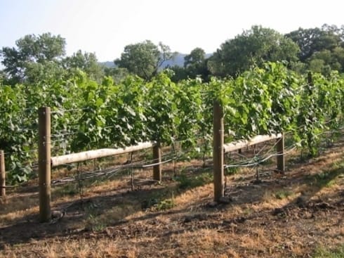 12. "Dani vina i meraka" u Niškoj Banji 7 vinograd