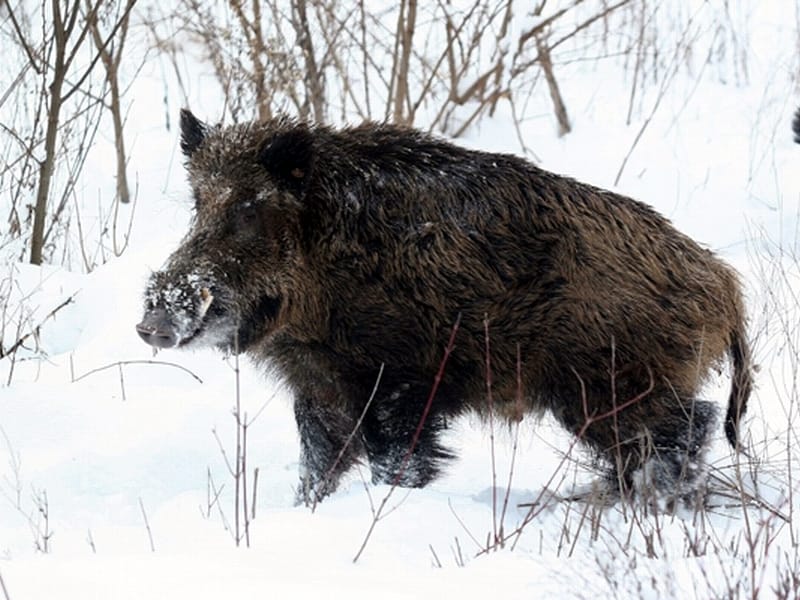 divlja svinja28012014