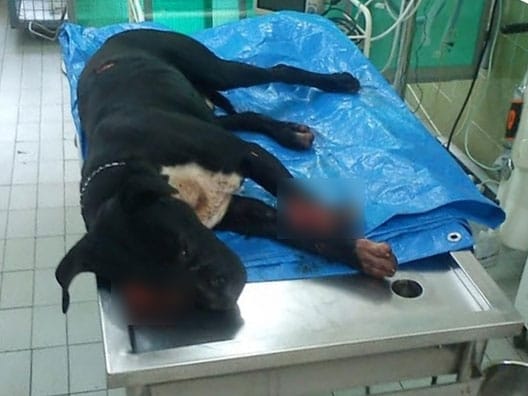 pas napadnut sekirom