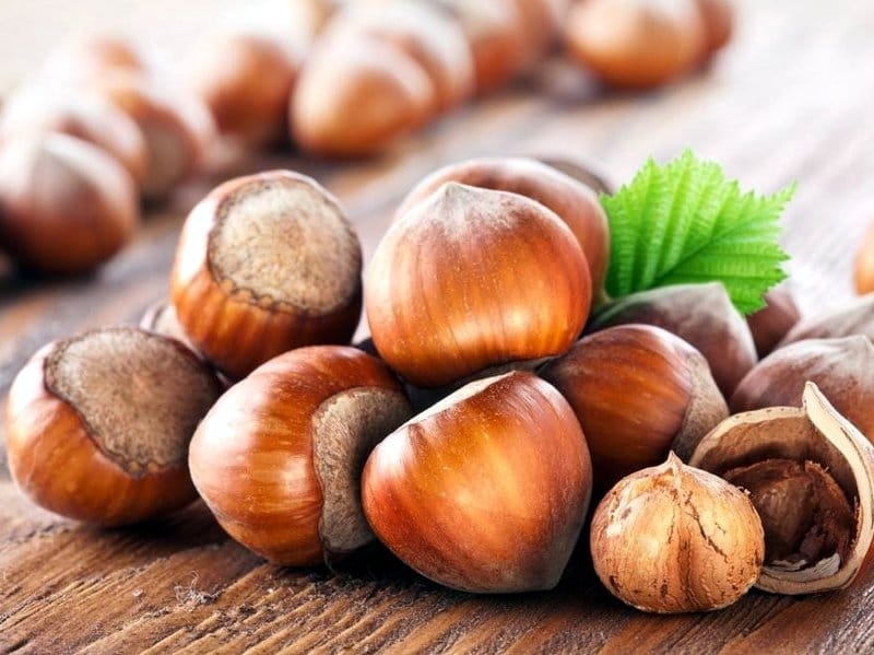 Stranci bi da proizvode lešnik u Nišu 4 lesnici sindikatob blogspot com