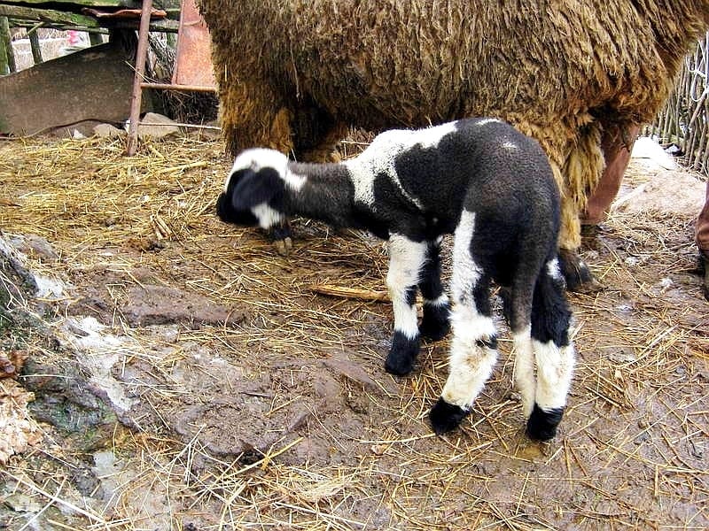 Izraelci zainteresovani za svrljišku jagnjad 12 jagnje stocarstvo ilustracija foto Aleksandar Kostic Juzne vesti