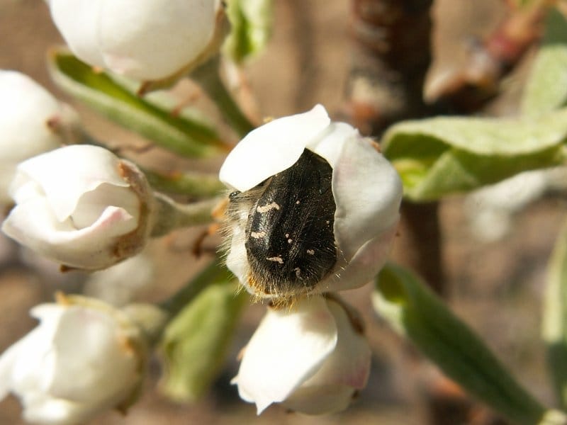 Rutava buba Tropinota hirta