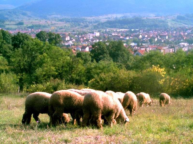 Izraelci počeli otkup jagnjadi u Svrljigu 11 stado ovaca svrljiske pramenke pogled na Svrljig foto Aleksandar Kostic JUZNE VESTI