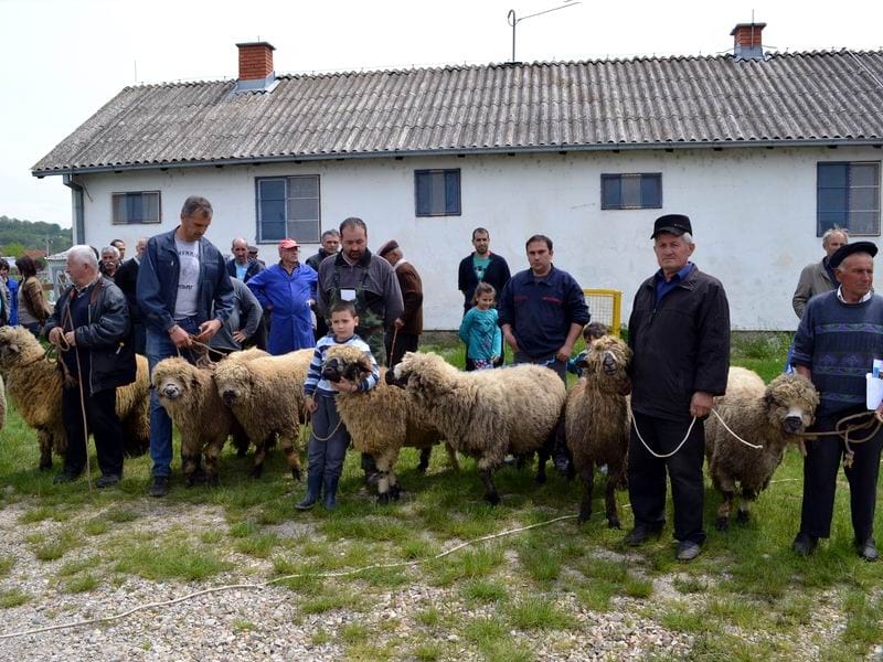 Održana izložba ovaca i sira u Svrljigu 9 DSC 0923