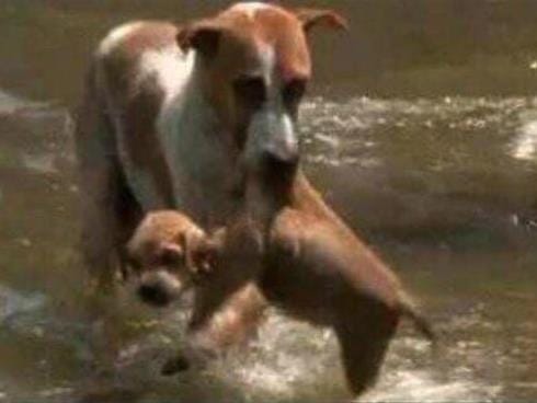 Potrebni čamci za spasavanje životinja 20 kuca