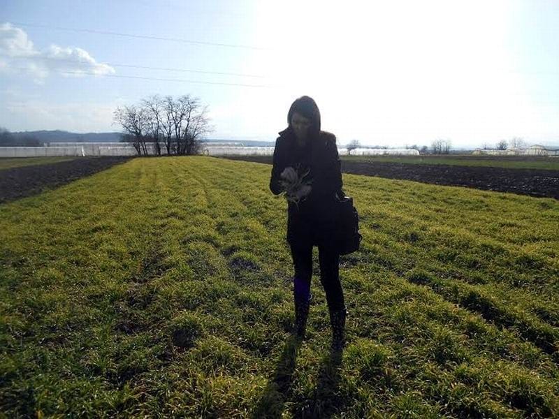 steta u poljoprivredi