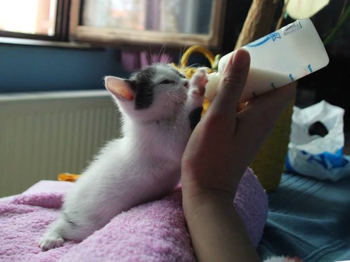 Akcija “Fluid za DRUID” u Aleksincu 19 1888441 138456559658288 2470740978619406398 n