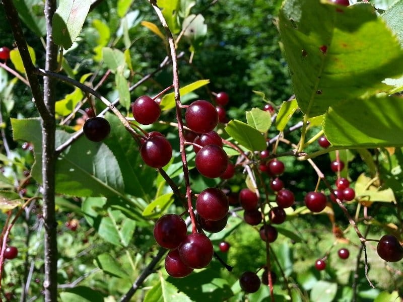 visnje34 pixabay com