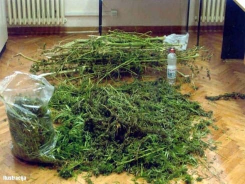 490x370 marihuana proizvodnja