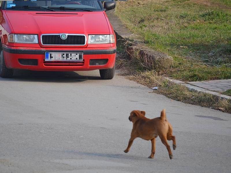 lutalice ilustracija Kosta juzne vesti