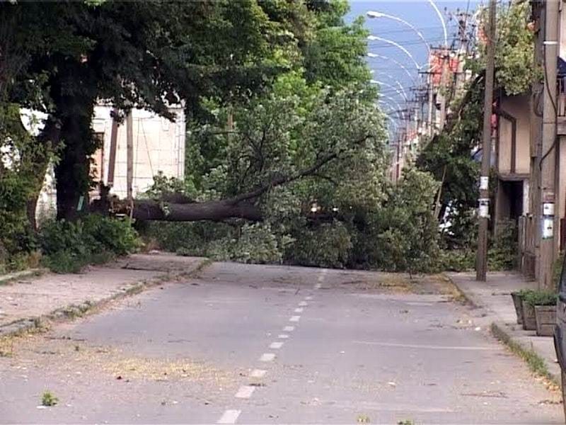 Uskoro uklanjanje starih i bolesnih stabala u Leskovcu 5 stablo leskovac
