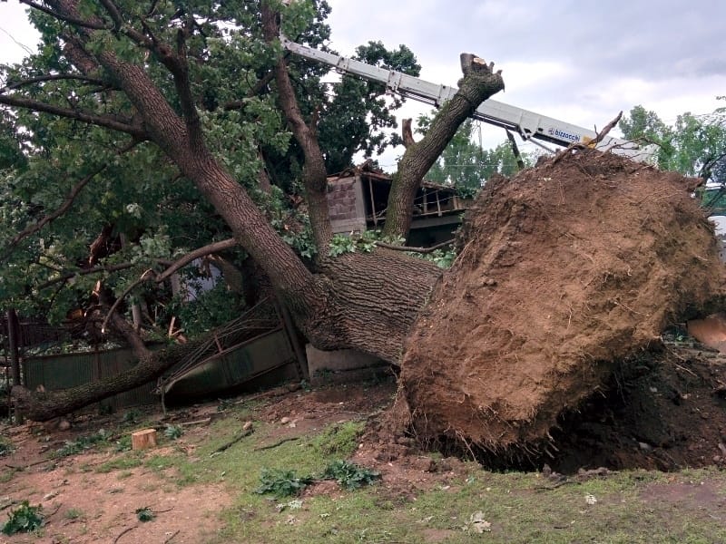 800x600 Hrast Donja Trnava