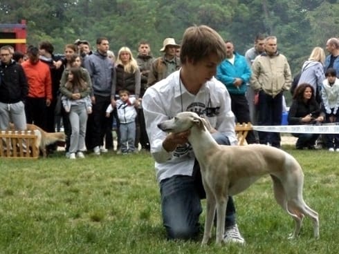 Međunarodna izložba pasa u Tvrđavi 7 Izlozba pasa