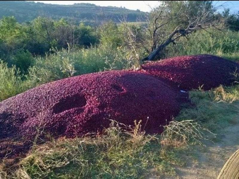 10534090 250933921772892 5667894053153922627 n