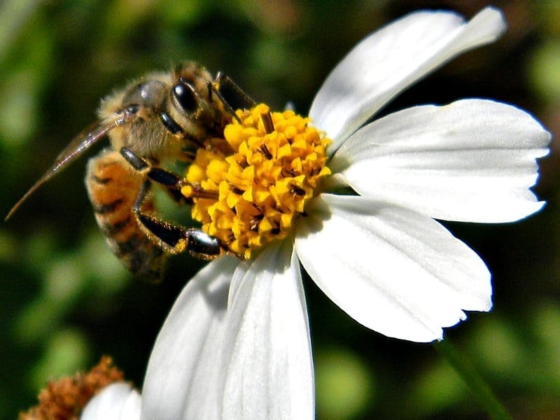 pcela flickr bob in swamp