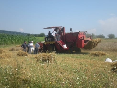 Slab prinos žita u niškom ataru 6 490x370 niska sela