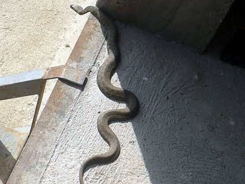 zmija ilustracija Kosta JUZNE VESTI