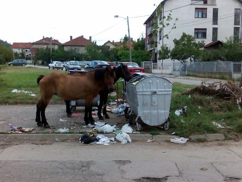 Foto-vest: Konji slobodno šetaju gradom 9 Konji kontejneri