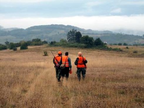 Divljih svinja više, krivolov češći 9 Loviste