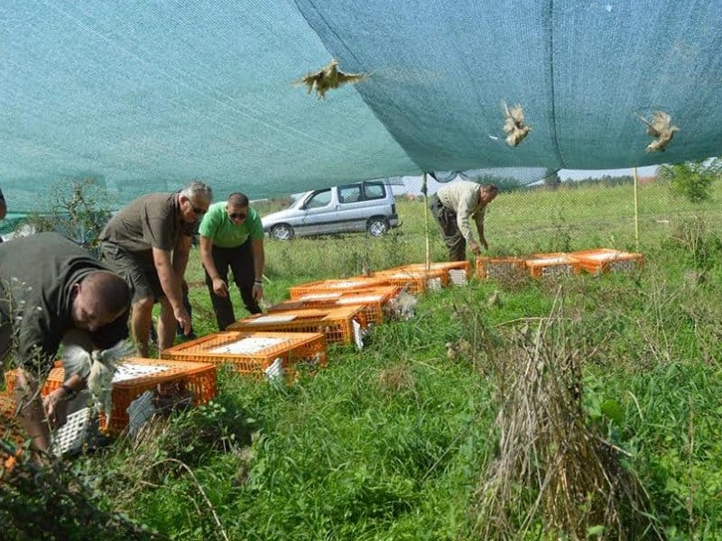 Fazanski pilići poklon niških lovaca 8 Fazani
