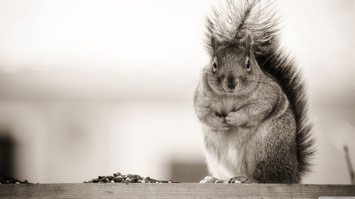 squirrel wallpaper web