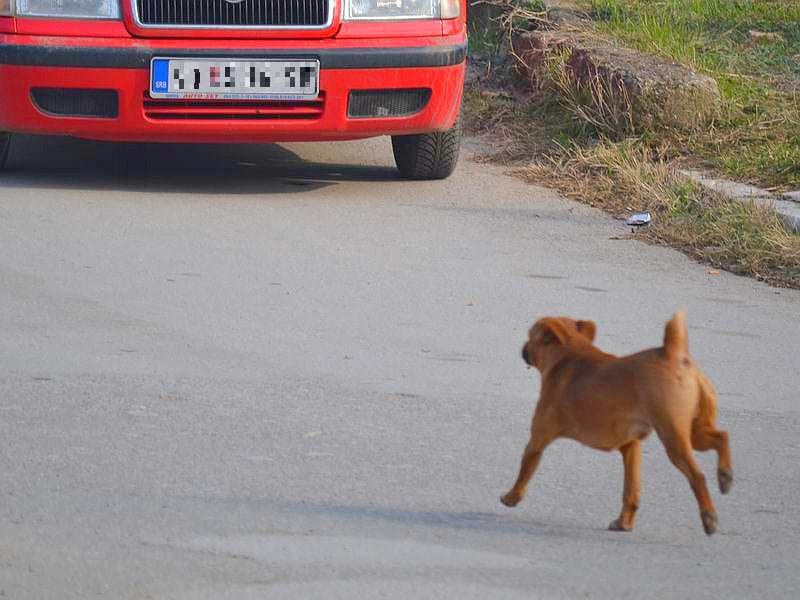 Kupili vozilo za nepostojeći azil 13 vozilo za nepostojeci azil ilustracija Kosta Juzne vesti