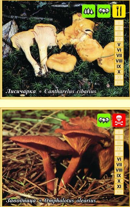 564427 562975300443509 1451699456 n