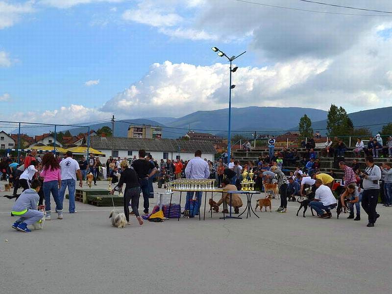 Izlozba pasa CAC SVRLJIG 2014