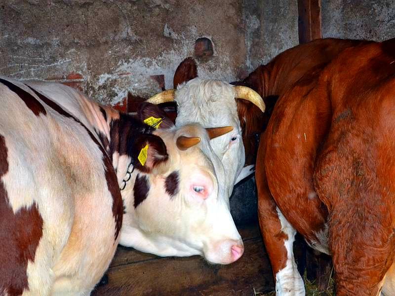 krave ilsutracija Juzne vesti KOSTA