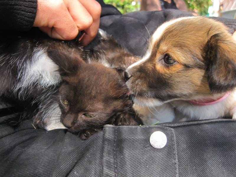 Akcija udomljavanja pasa i mačaka u Aleksincu 17 10616633 148653848638559 7276472279112337139 n