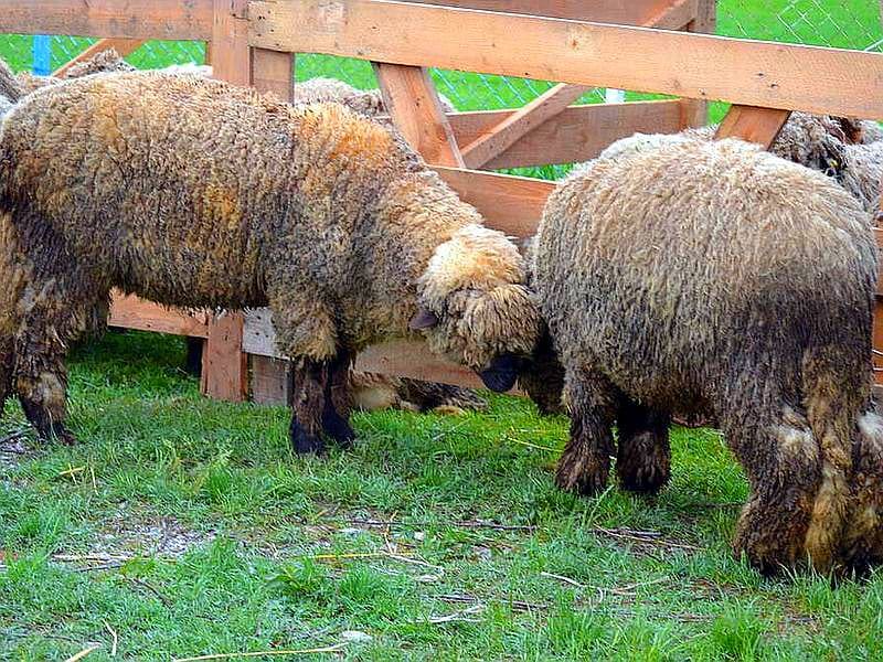 Potvrđena bolest "plavi jezik" kod Žitorađe 18 ovce ilustracija juzne vesti Kosta