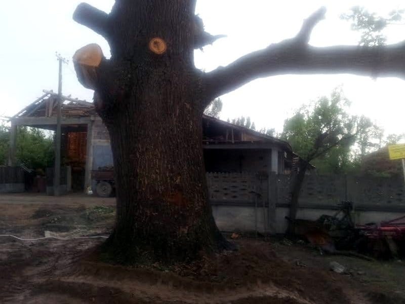 Oboren pa uspravljen hrast izgubio zaštitu države 8 Luznjak