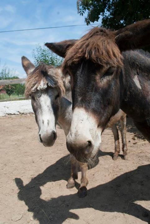 1902757 10152353907959803 7080133426351165188 n