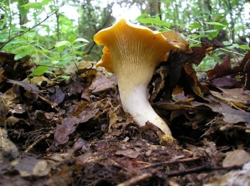 Izložba gljiva u Nišu 1 490x370 lis