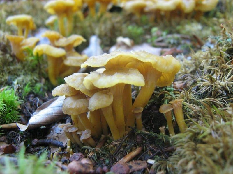 10650058 748370798586809 2100543189210068782 n