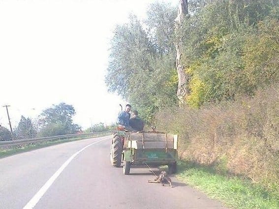 vezan pas za prikolicu