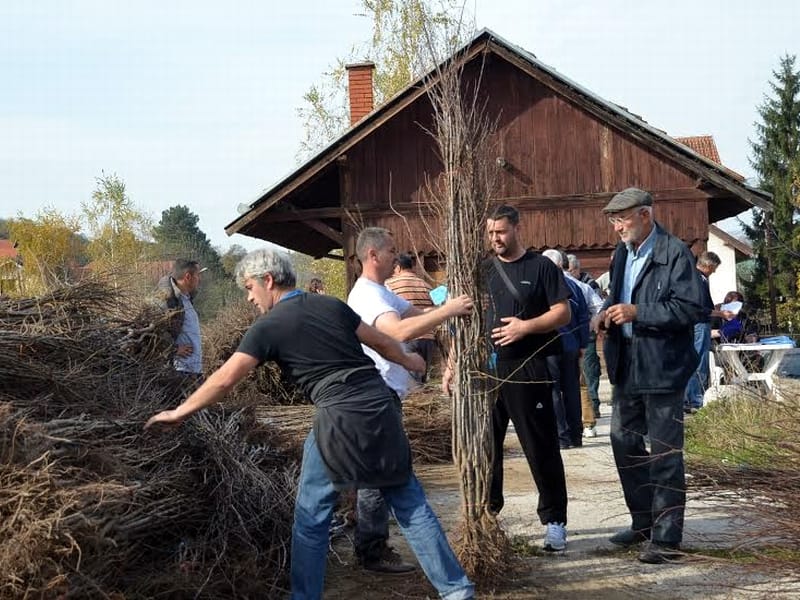 podela sadnica Svrljig