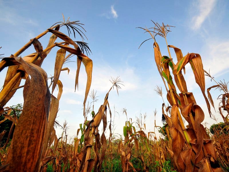 klimatske promene flicker