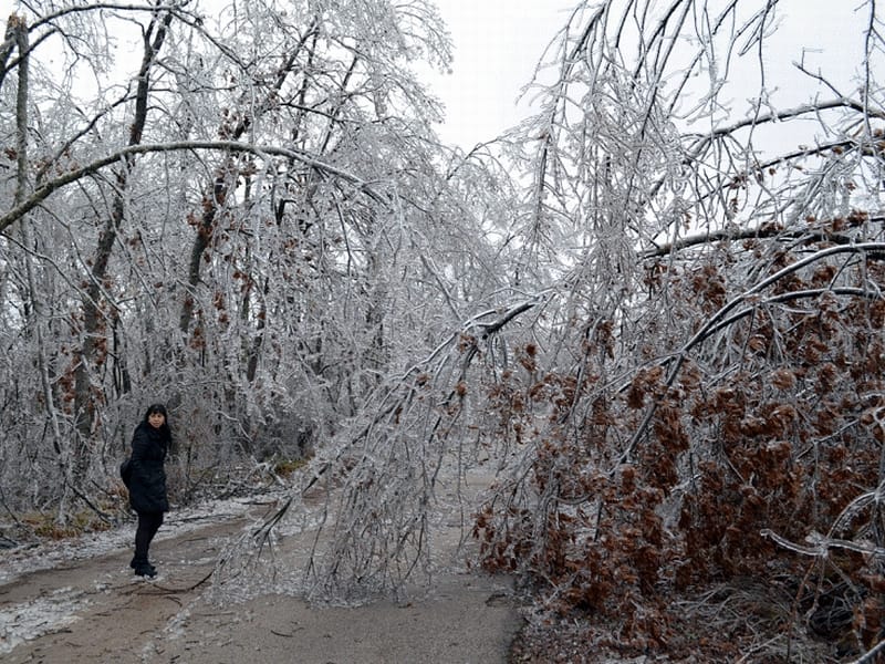 Polomljene grane na putu