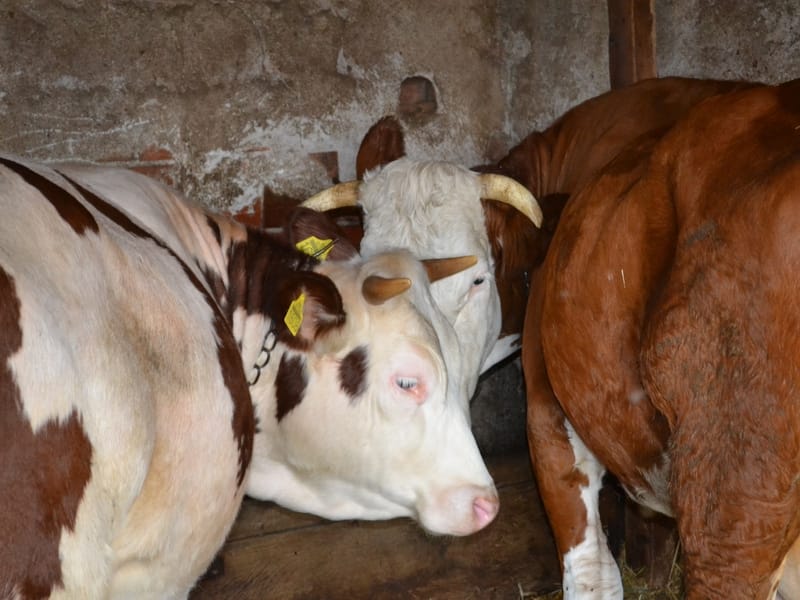 Švercovao bikove sa Kosova 13 Bikovi krave stoka ilustracija Kosta juzne vesti