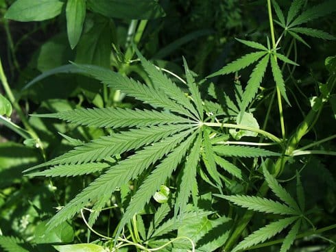 Tribina o legalizaciji marihuane u NKC-u 9 marihuana