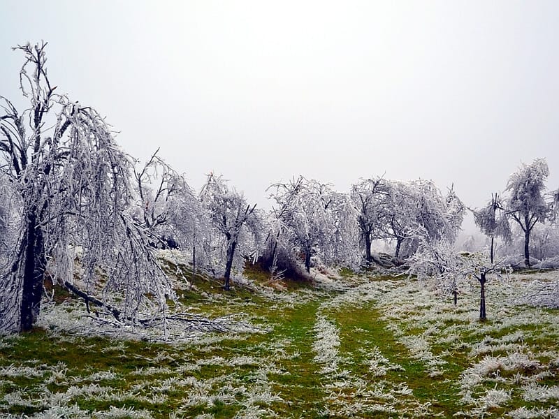 Svrljig vocnjak led nevreme