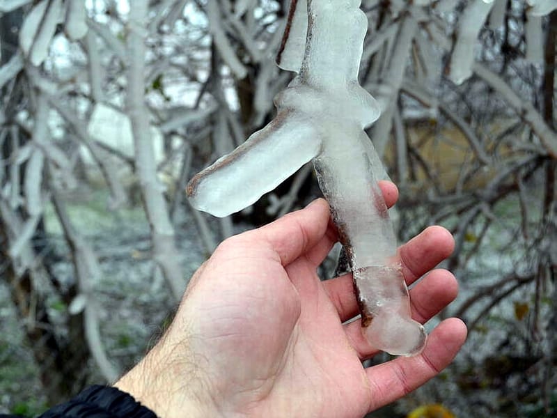 Svrljig steta na vocnjacima KOSTA Juzne vesti