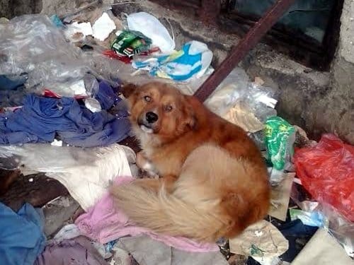 Udruženje "Šapica" traži objekat za smeštaj šapica 8 prokuplje pas