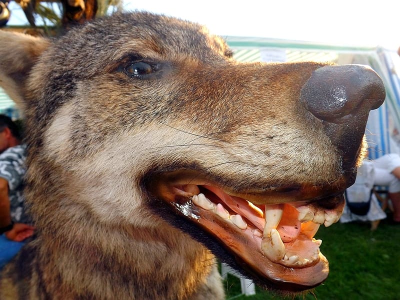 Lovačka manifestacija "Vuku u pohode" 18. put u Blacu 5 Vuk ilustracija KOSTA JUZNE VESTI