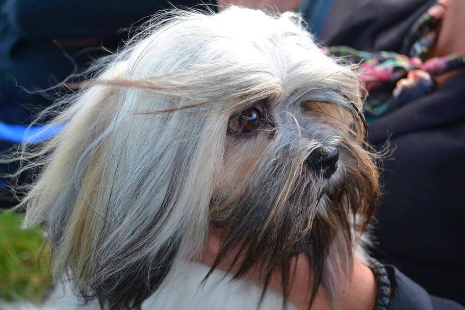 Pas psi izlozba pasa ILUSTRACIJA Kosta Juzne vesti