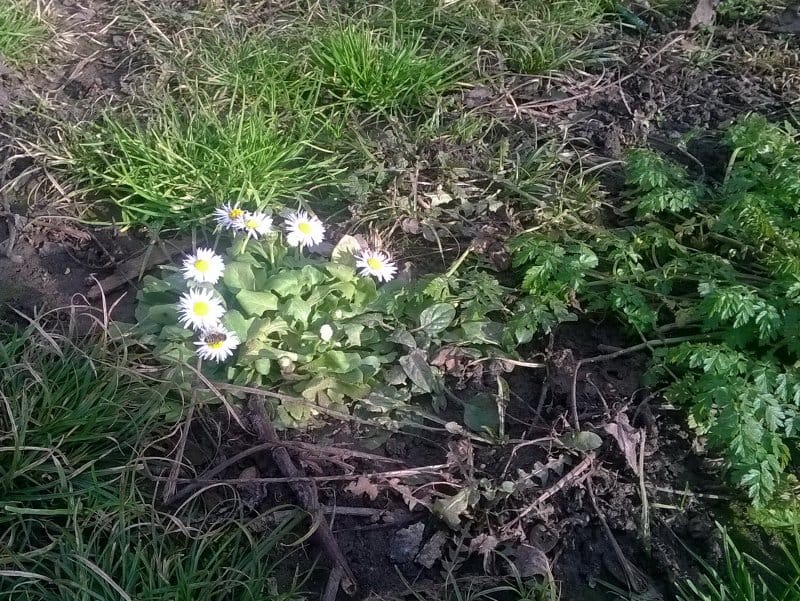 Bele rade izgubile kalendar 12 bele rade i pcela