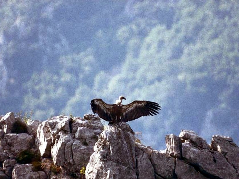 Suncanje beloglavi sup